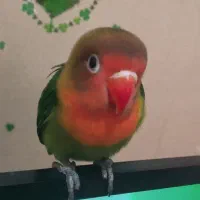 طوطی کوتوله برزیلی