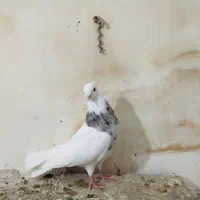 نر طوقی هفترنگ لوندار|پرنده|بروجرد, |دیوار