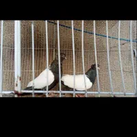 11عدد رنگه، کله، سینه چتن زرد مفت مفت