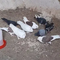 ۱۰ عدد کبوتر خوشگل|پرنده|کالپوش, |دیوار