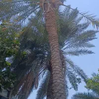 انواع درخت هرس و قطع مکنیم