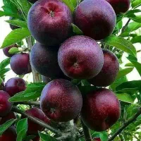 فروش نهال از خود خزانه بدون واسطه