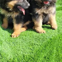 ماده ژرمن شولاین|سگ|تهران, هاشمی|دیوار