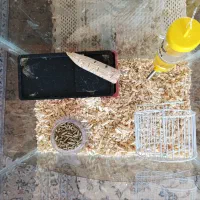همستر سوری و وسایل و آکواریوم آن
