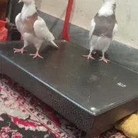 جفت طوقی معاوضه با تهرانی