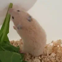 همستر برا فروش