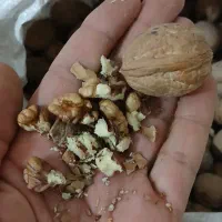 گردوی تازه امسال|خوردنی و آشامیدنی|اشنویه, |دیوار