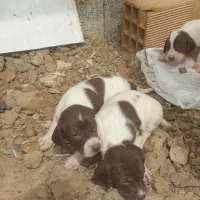 توله شکاری پویینتر اصل