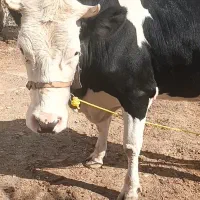 فروش گاو ۲ ساله