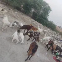 حیوان بز|حیوانات مزرعه|خرمشهر, |دیوار