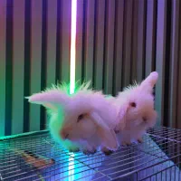 خرگوش لوپ خرگوش همستر فروش فوری با وسایل کامل