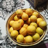 پرتقال محلی شیرین آب دار|حراج|اسالم, |دیوار