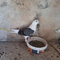 کفتر پرشی