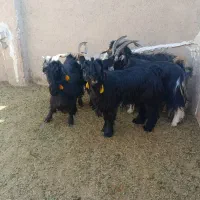 ۵راس چبش نر تخمی|حیوانات مزرعه|مرودشت, تخت جمشید|دیوار