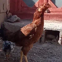 دوتا لاری اصیل یدونه جوجه|حیوانات مزرعه|باروق, |دیوار