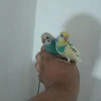 2 عدد مرغ عشق