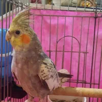 پرنده عروس هلندی