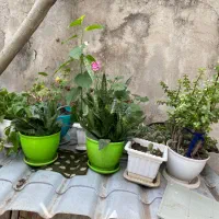 گل زیبا