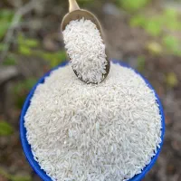 برنج طارم هاشمی، دوباره کشت