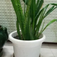 گل اپارتمانی