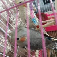 عروس هلندی