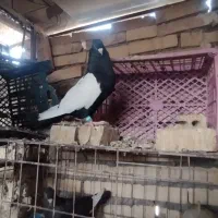 کبوتر سینه ای نوک صدفی ماده اشعل