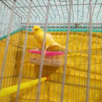 قناری|پرنده|خورموج, |دیوار