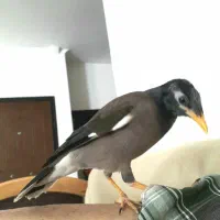 مرغ مینا سخنگو