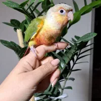 جوجه گیرینچیک