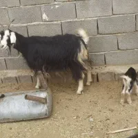 بزکهره دارجوان|حیوانات مزرعه|جهرم, |دیوار