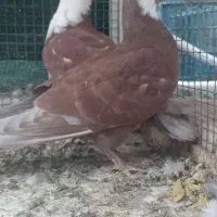 دوعدد جوجه.جفت نرابلغ سبز ماده زاغ|پرنده|بیرجند, |دیوار