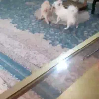 سگ پامرین اشپیز