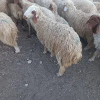 بره نر و ماده