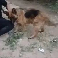 سگ نگهبان