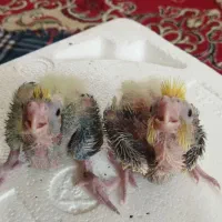 جوجه عروس هلندی