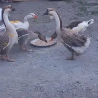 غاز