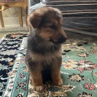 واگذاری|سگ|اصفهان, ارزنان|دیوار