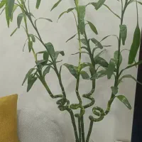 بامبو تایلندی‌