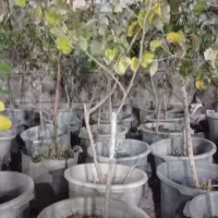 نهال فروشی|گل و گیاه طبیعی|رامهرمز, |دیوار