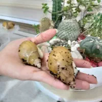 حلزون.پت خانگی