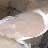کبوتر|پرنده|گلپایگان, |دیوار