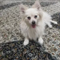 سگ پامر روباهی|سگ|چهاردانگه (تهران), |دیوار