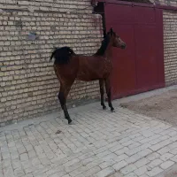 کره نریان از هاکان