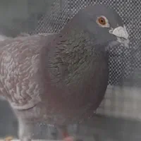 کبوترگمشده