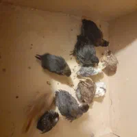 جوجه مرغ گلین و بومی