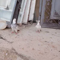 ۸جفت طوقی نروماده|پرنده|کبودرآهنگ, |دیوار