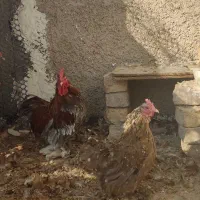 مرغ و خروس پاکوتاه نژاد کوشین|حیوانات مزرعه|پاکدشت, پاکدشت (مامازند)|دیوار