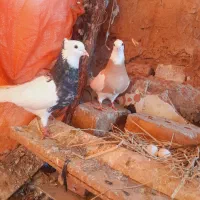 کفتر طوقی خال گلی