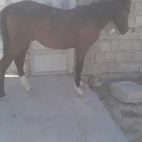 فروش کره اسب
