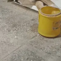 سگ گمشده